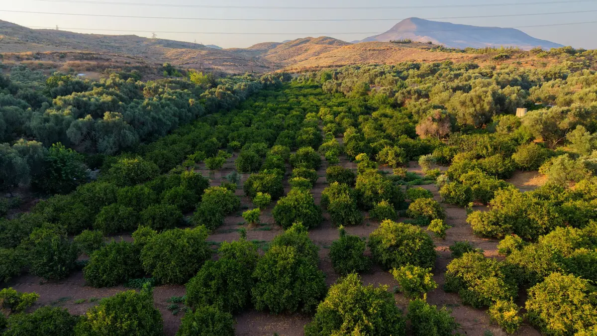 Payamlı 8.829 M2 Zeytin Ağaçlı Tarla - 13