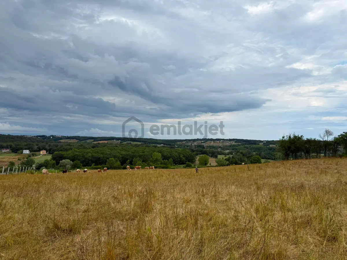 Arı Emlak'tan Satılık Sinop Dibeklide 1420m2 Tarla - 6