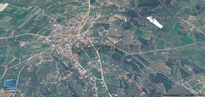 Torbalı Yazıbaşı Satılık Zeytinlik - 10