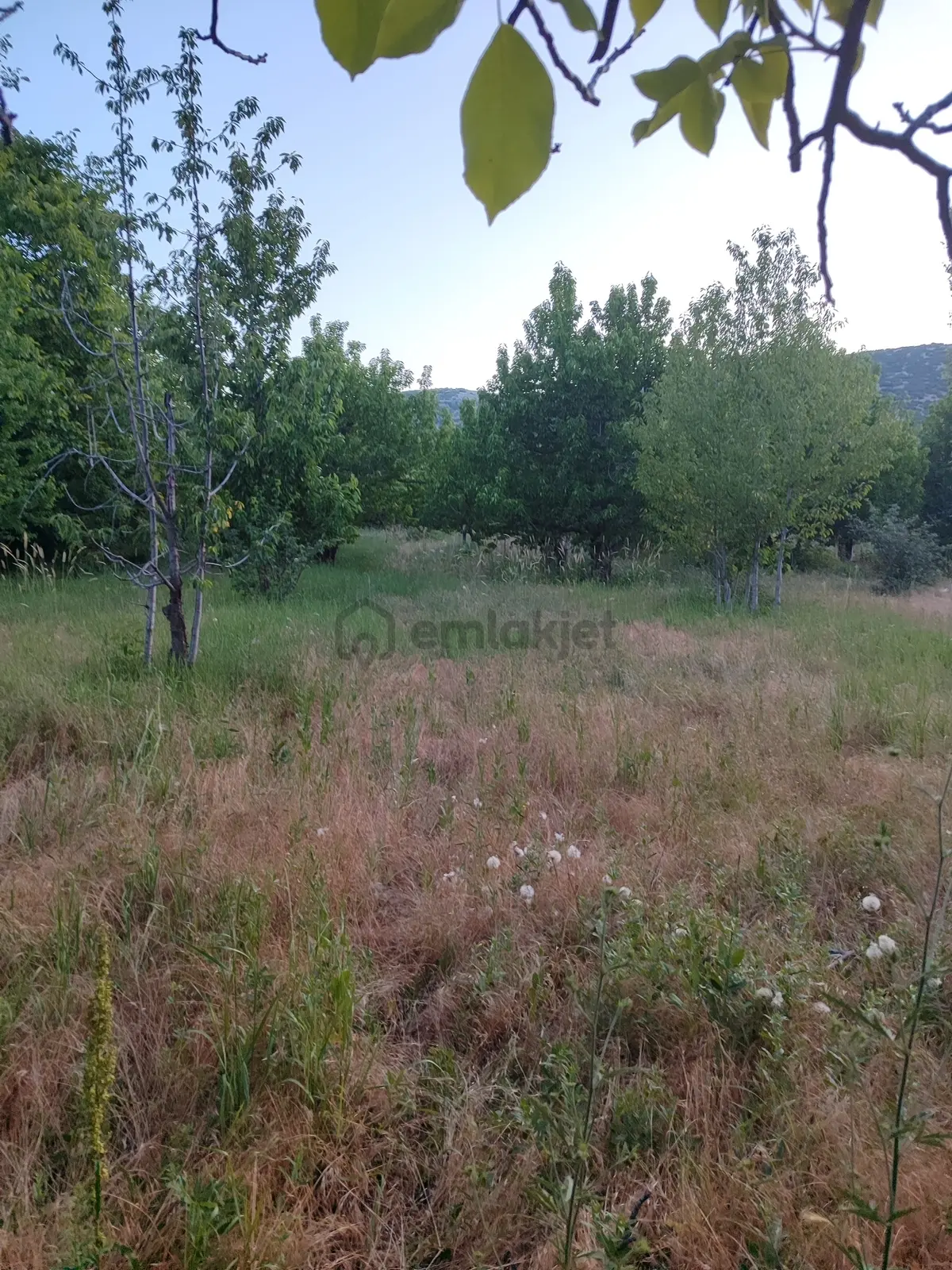 Uluborlu 3.819 M2 Satılık Kiraz Bahçesi - 5