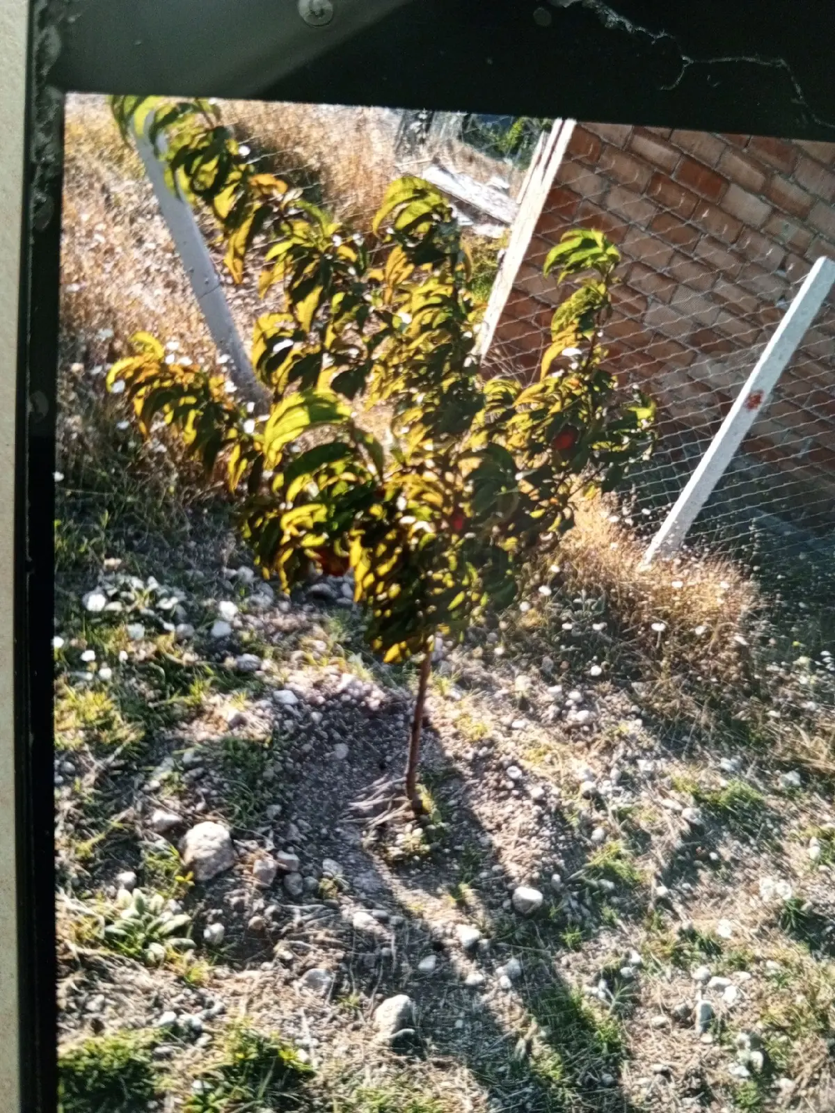Sahibinden Kazıklıkaya'da Satılık Hobi Bahçesi - 3