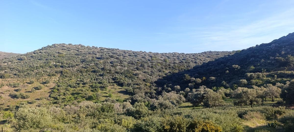 Datça Palamutbükü'nde Satılık Arazi | Deniz Manzaralı - 13