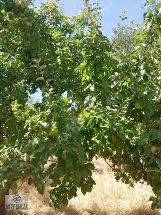 Kocatepe 1233 M2 Bahçe 2459 M2 Tarla Satılık - 7