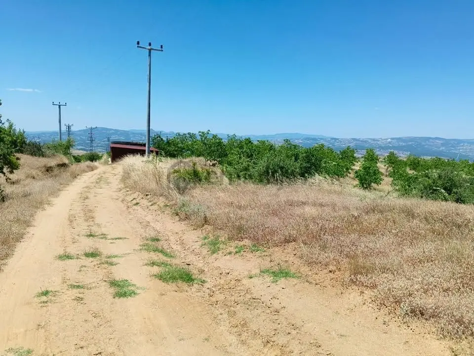 Tc Emlaktan Satılık Ceviz Bahçesi Ve Boş Tarla - 23