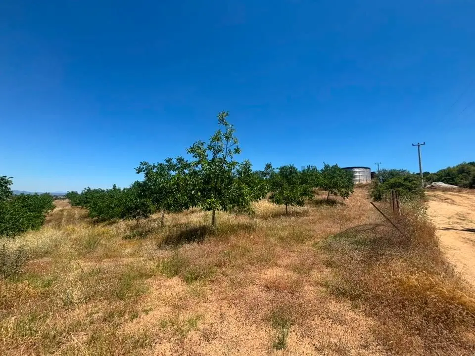 Tc Emlaktan Satılık Ceviz Bahçesi Ve Boş Tarla - 34