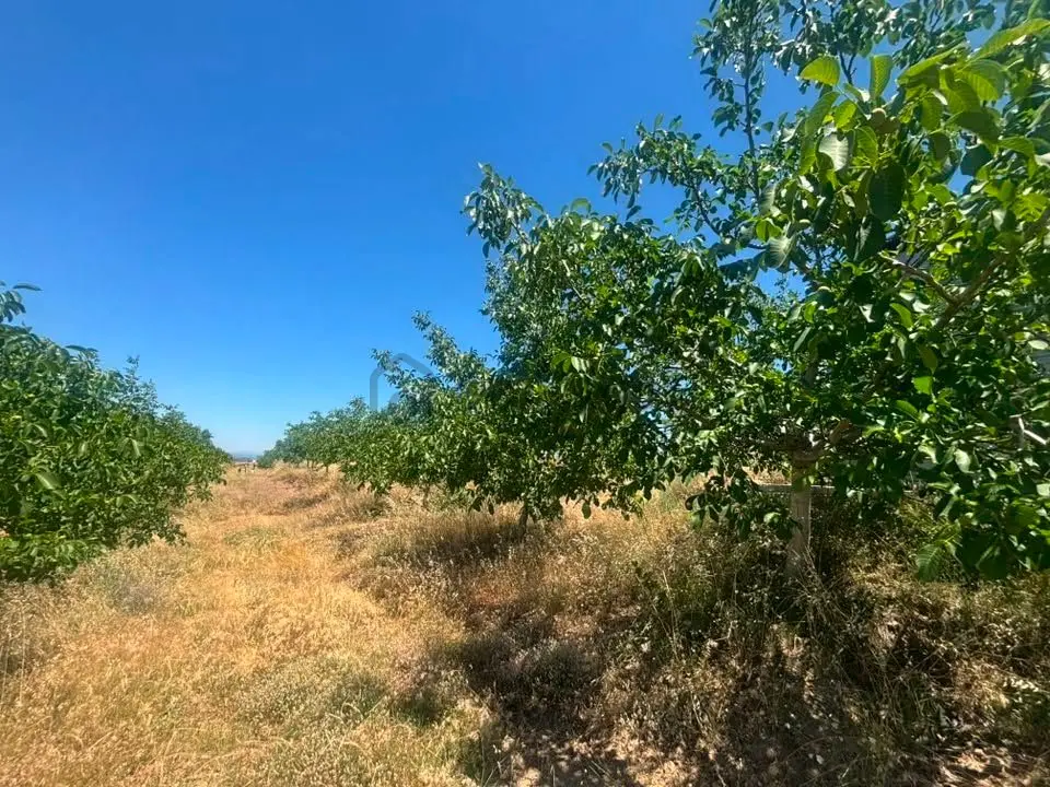 Tc Emlaktan Satılık Ceviz Bahçesi Ve Boş Tarla - 32