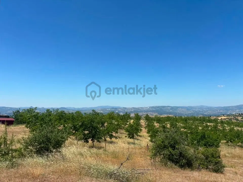 Tc Emlaktan Satılık Ceviz Bahçesi Ve Boş Tarla - 28