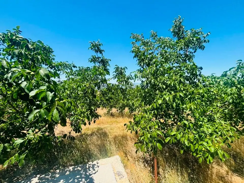 Tc Emlaktan Satılık Ceviz Bahçesi Ve Boş Tarla - 10