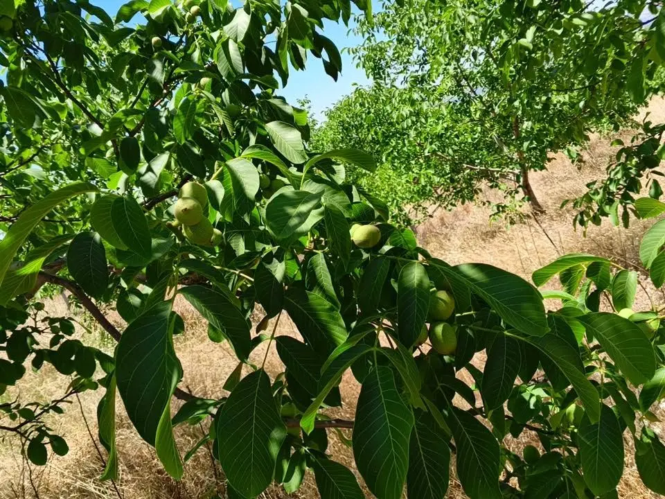 Tc Emlaktan Satılık Ceviz Bahçesi Ve Boş Tarla - 14