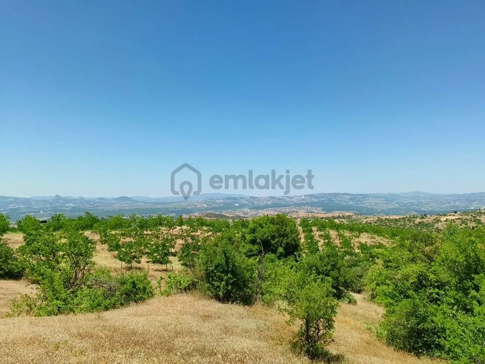 Tc Emlaktan Satılık Ceviz Bahçesi Ve Boş Tarla - 6