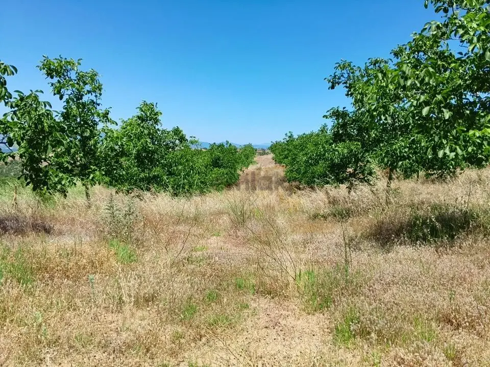 Tc Emlaktan Satılık Ceviz Bahçesi Ve Boş Tarla - 16