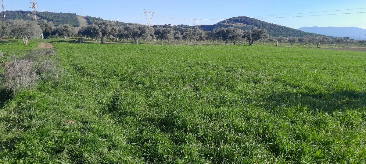 Arslanlar Köyünde Asfalta Yakın Tarla - 4