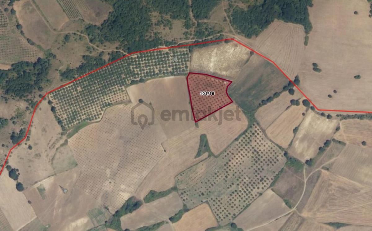 Uzmanlar'dan Yalakdere 8745 M2 Satılık Ceviz Bahçesi - 21