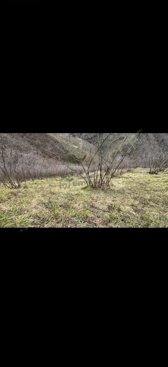Ordu Perşembe Satılık Tek Tapu Fındık Bahçesi - 4