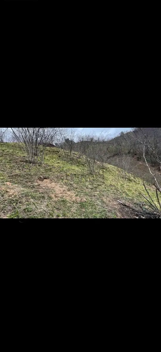 Ordu Perşembe Satılık Tek Tapu Fındık Bahçesi - 3