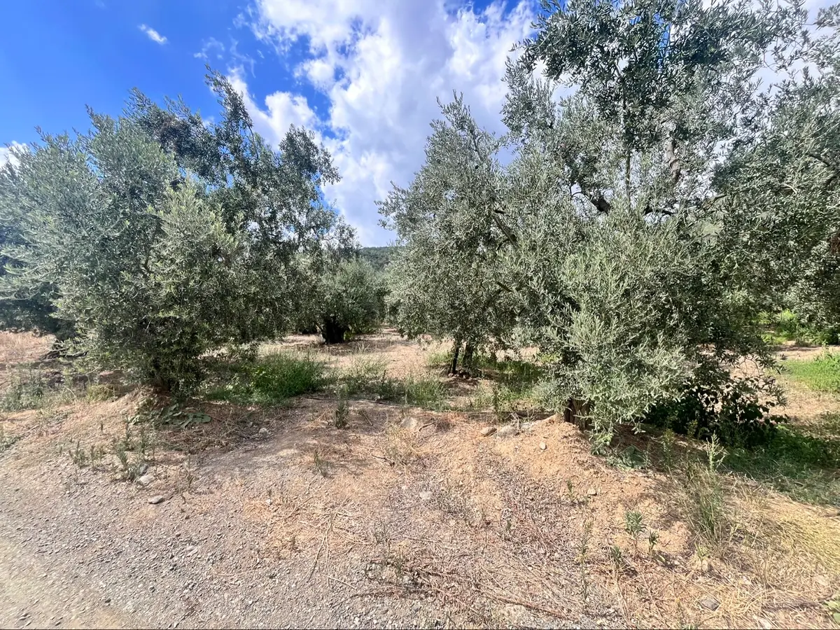 Köşem Emlaktan Satılık Zeytinlik - 8