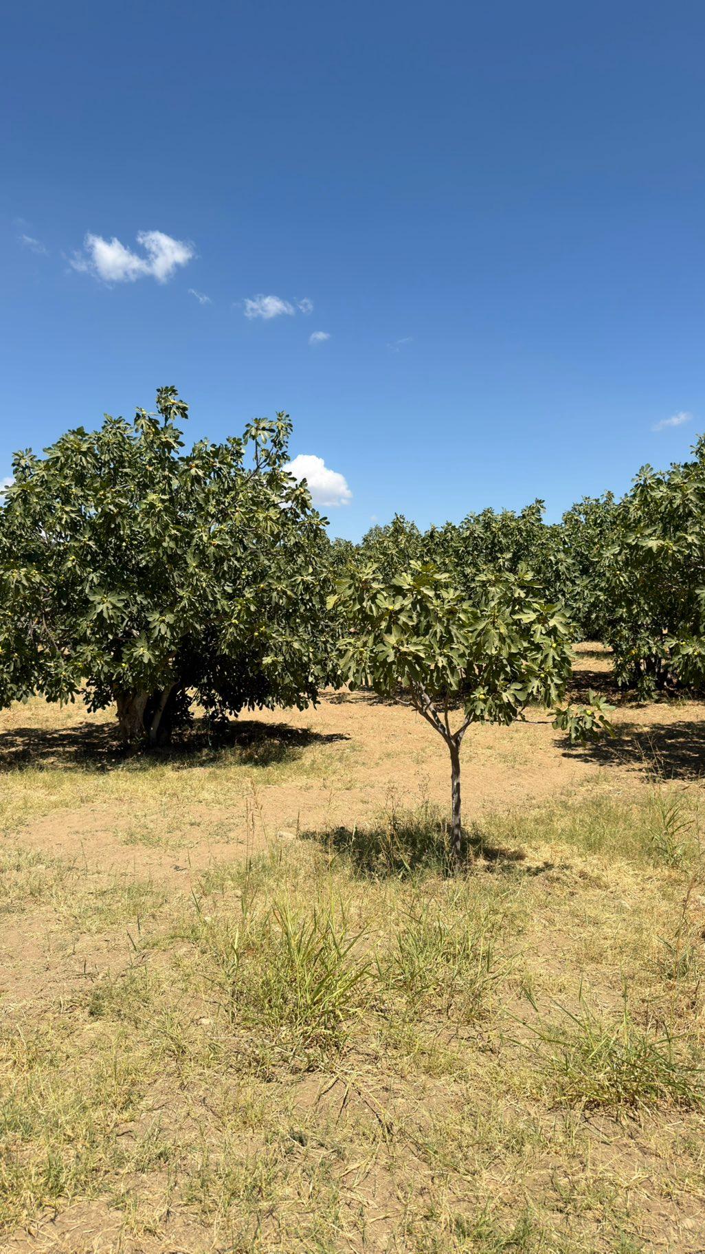 Aydın Germencik Neşetiye’de Satılık 8.828m2 İncir Ve Zeytinlik - 14