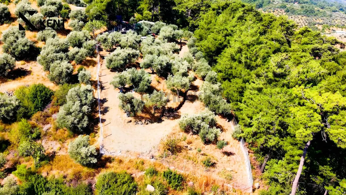 Kemalpaşa Yukarıkızılca Satılık 1.350 M2 Bahçe + Ev | Tek Tapu - 6