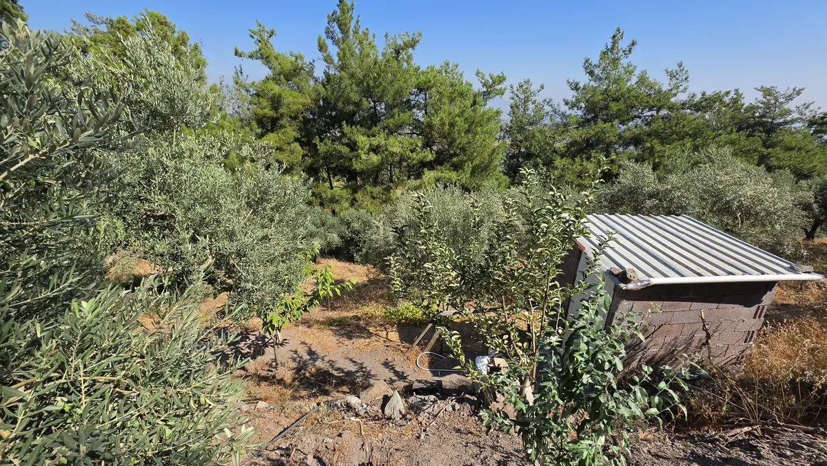 Kemalpaşa Yukarıkızılca Satılık 1.350 M2 Bahçe + Ev | Tek Tapu - 27