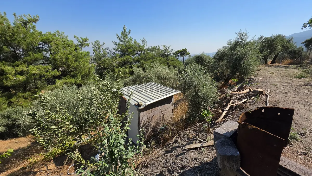 Kemalpaşa Yukarıkızılca Satılık 1.350 M2 Bahçe + Ev | Tek Tapu - 31