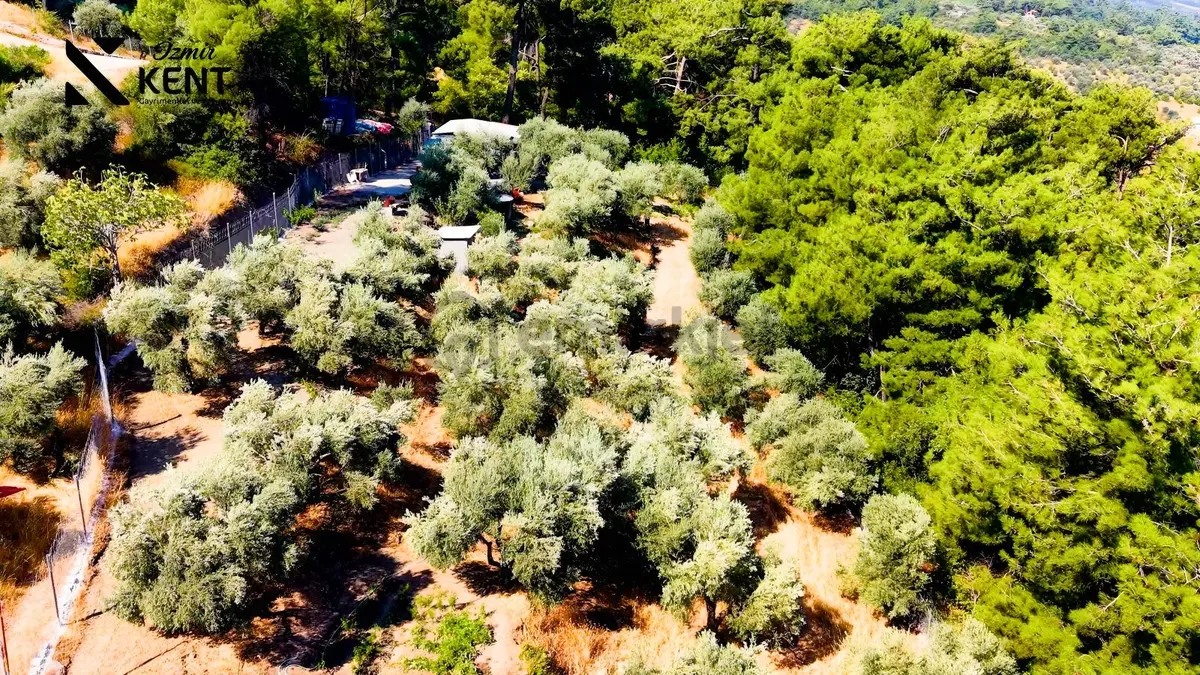 Kemalpaşa Yukarıkızılca Satılık 1.350 M2 Bahçe + Ev | Tek Tapu - 11