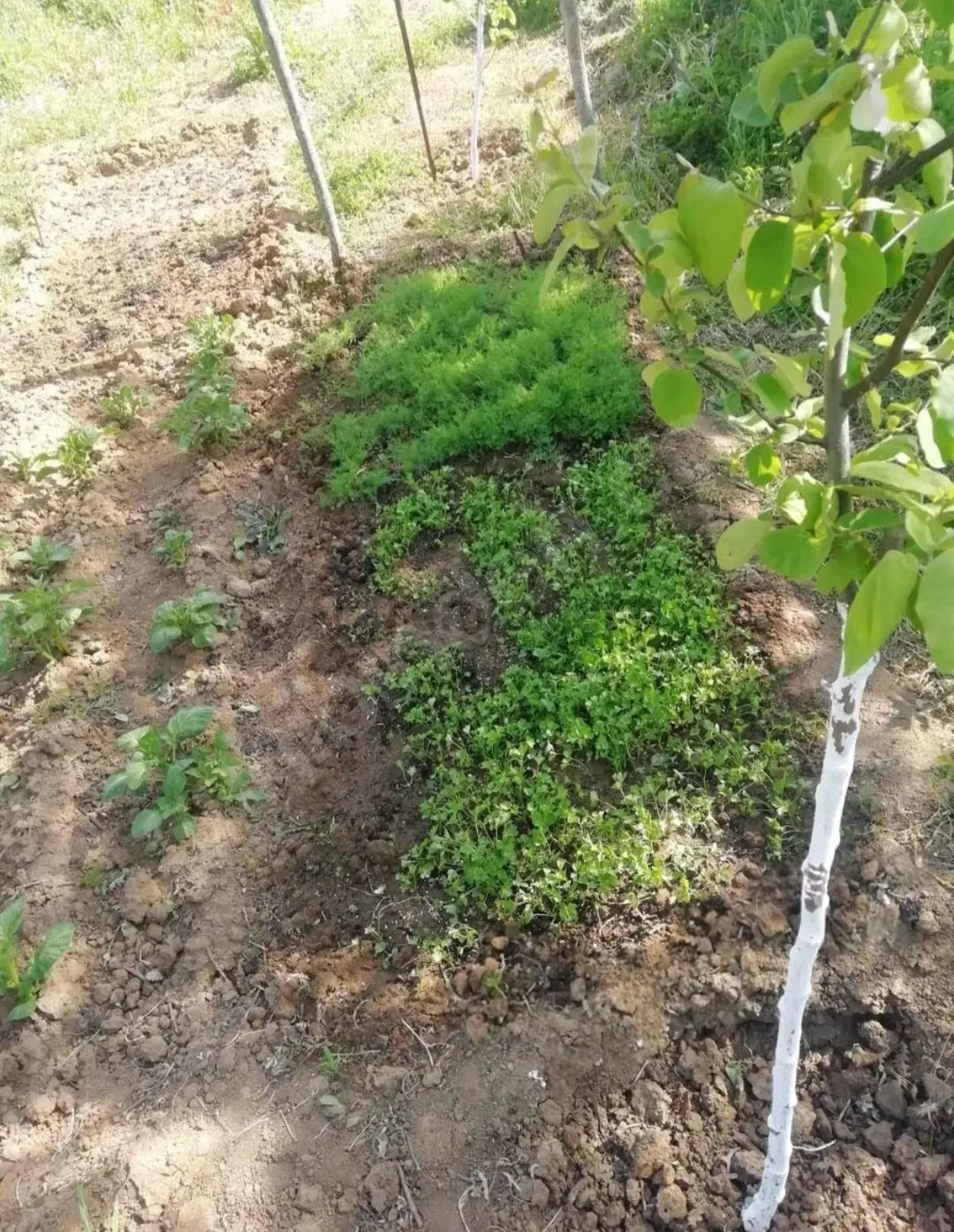 Sahibinden Kadastro Yolu Olan Köye Yakın Bağ Arazisi - 10