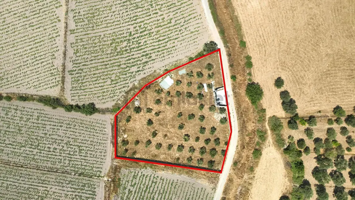 Urla Zeytinler'de Satılık Müstakil Tarla - 15