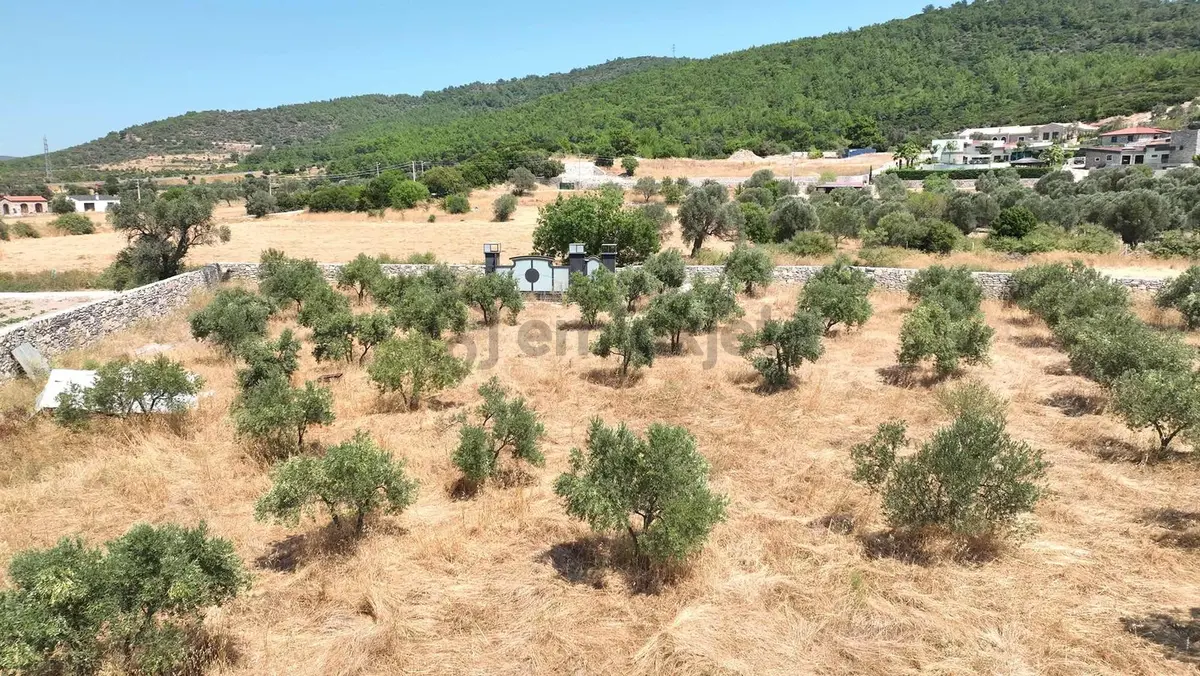Urla Zeytinler'de Satılık Müstakil Tarla - 22
