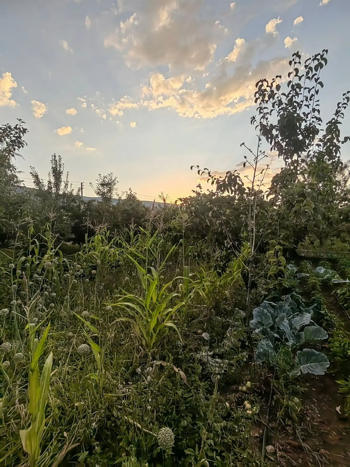 Nasreddinden Çamlıda Satılık Hobi Bahçesi - 15