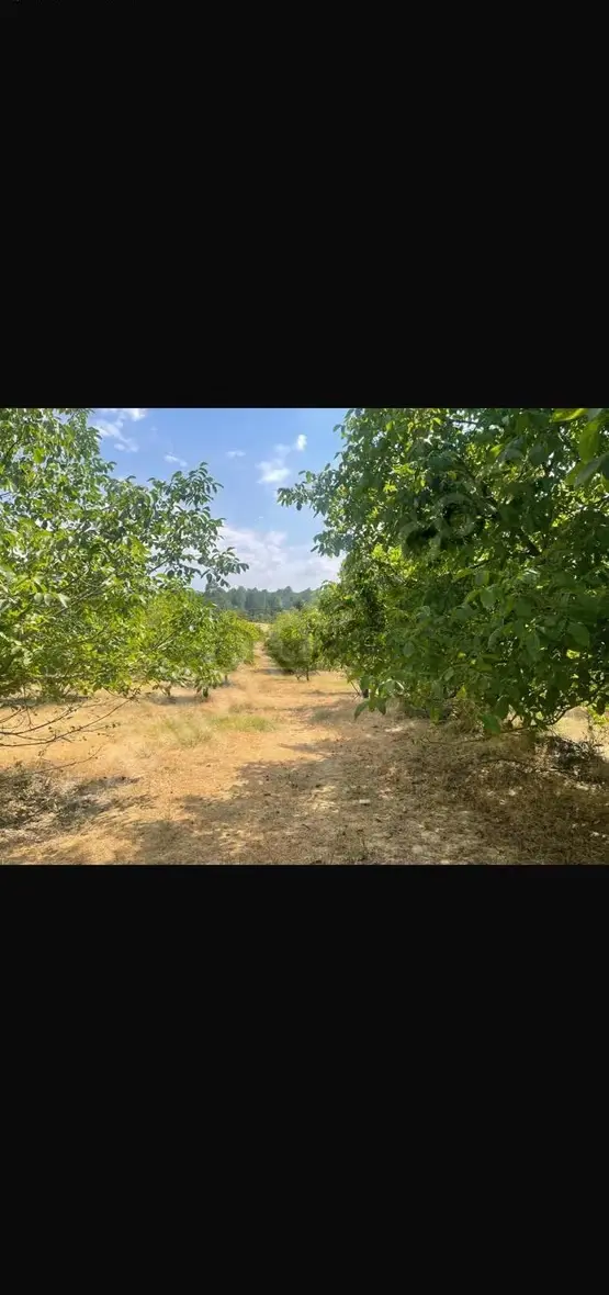 Banaz Kaplangı Köyünde Cevizbahçesi Olan Ev - 7