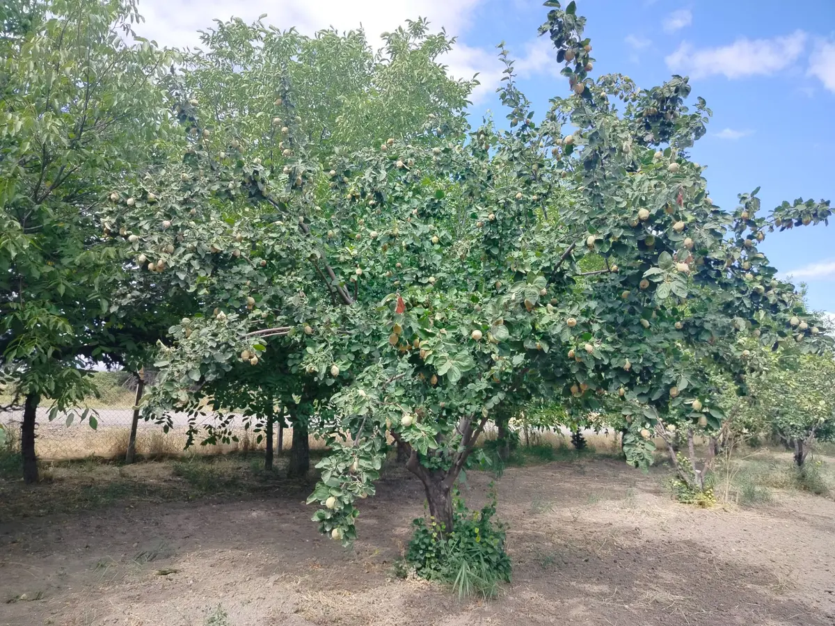 Kahramankazan Satılık Tarla - 38