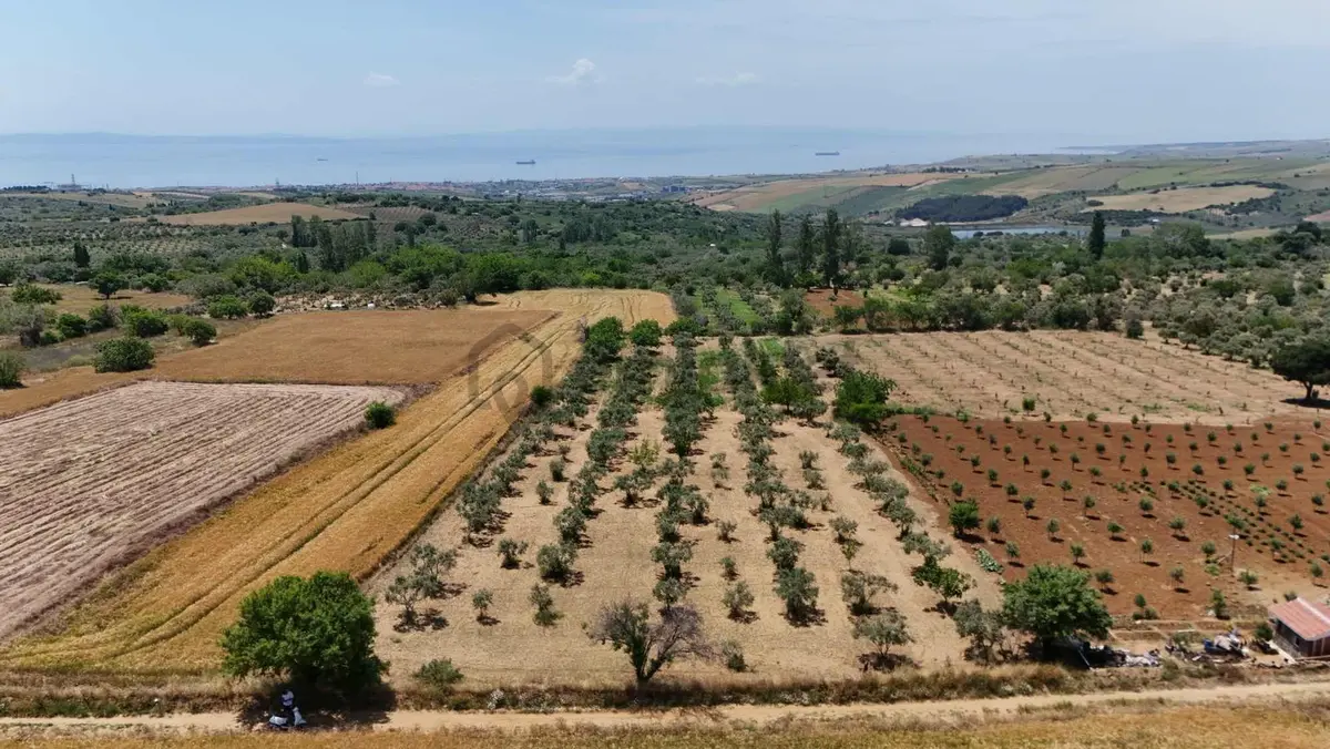 Şarköy Camikebirde Deniz Manzaralı Zeytinlik Fırsatı - 22