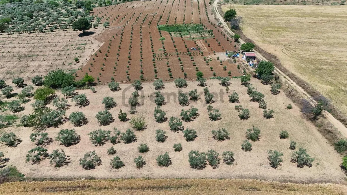 Şarköy Camikebirde Deniz Manzaralı Zeytinlik Fırsatı - 3