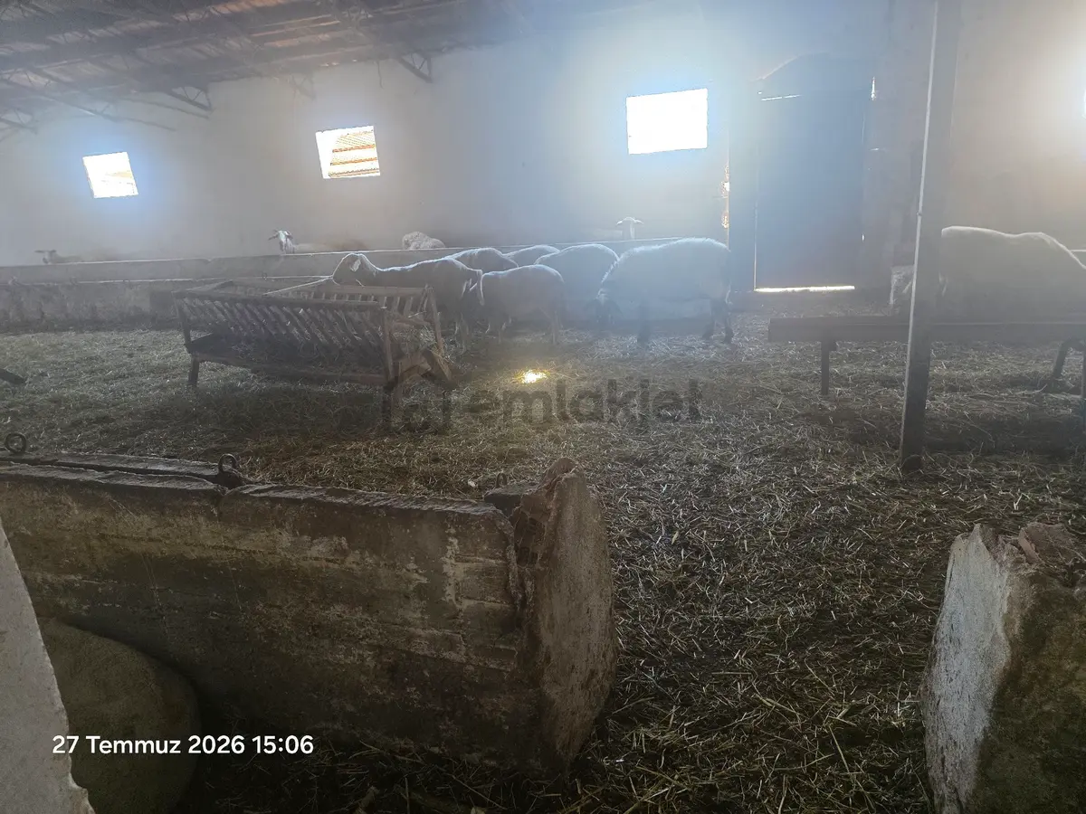 Kemalpaşa, Halilbeyli Ciftlik - 11