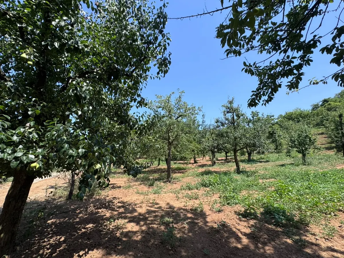 Sapanca Yanık 'ta Satılık Bahçe - 6