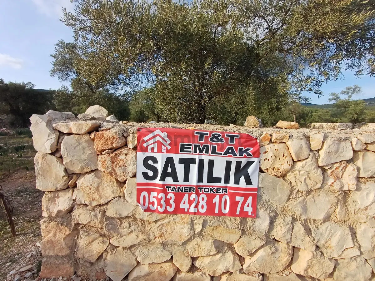 Muğla Milas Bafa 'da Satılık Zeytinlik - 3