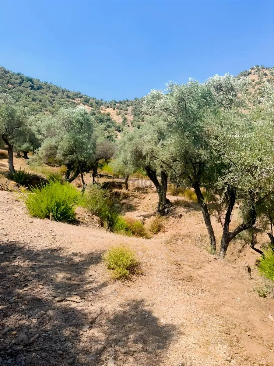 Hobi Amaçlı Satılık Zeytinlik - 8