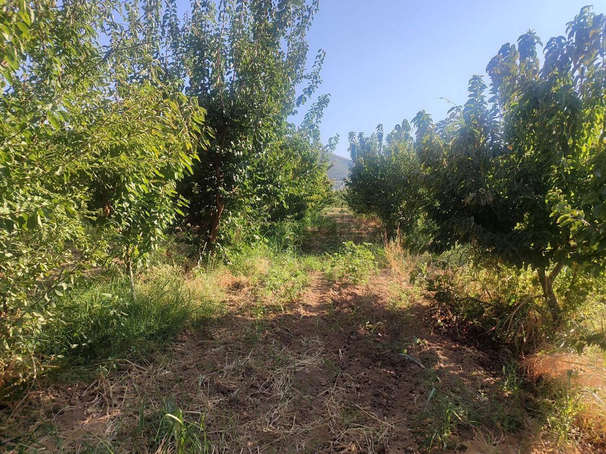 Satılık Tarla Manisa Yukarı Çobanisa Da 4825 M2 - 5