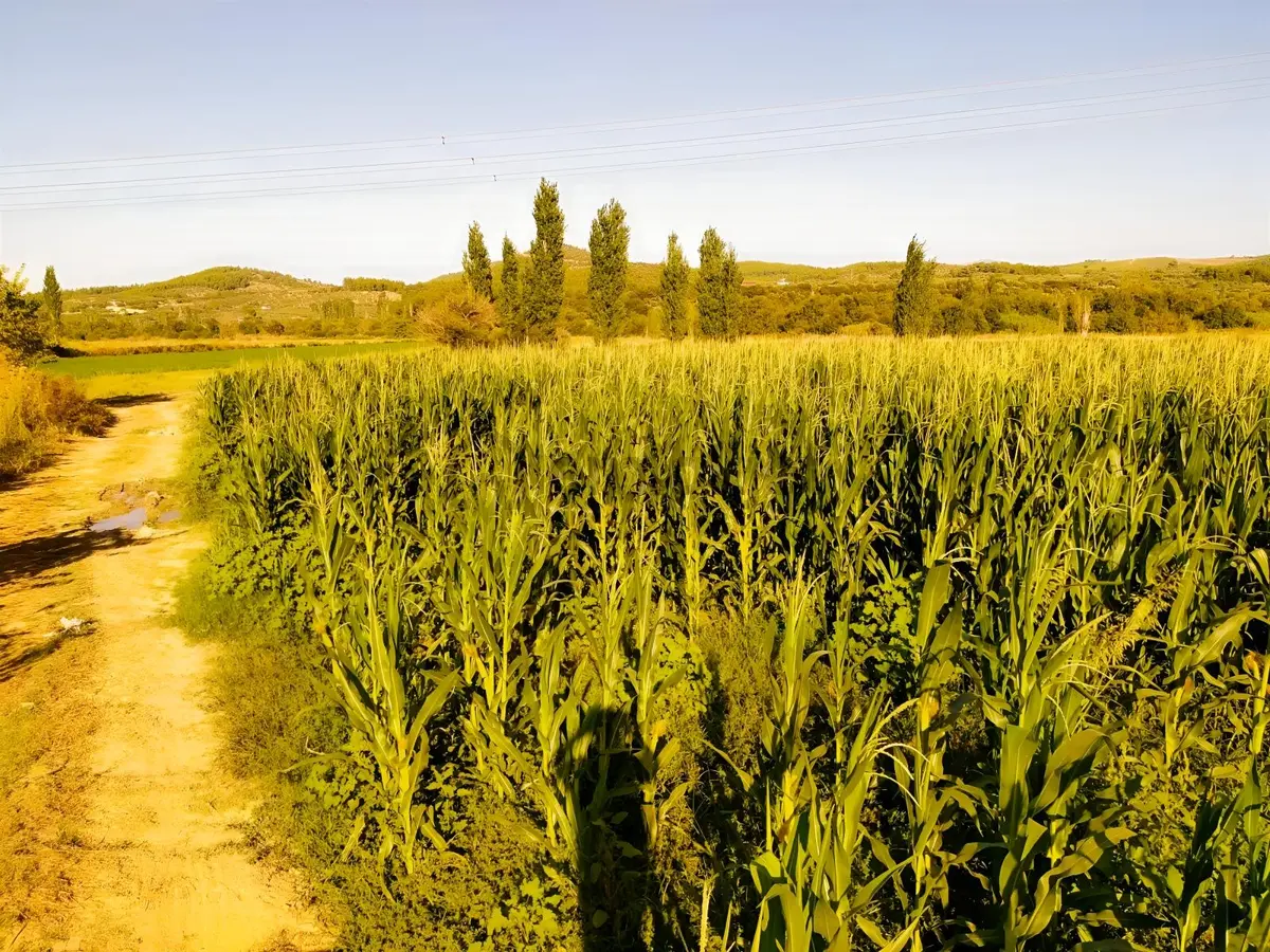 Doğa İçerisinde Yaşam - 8