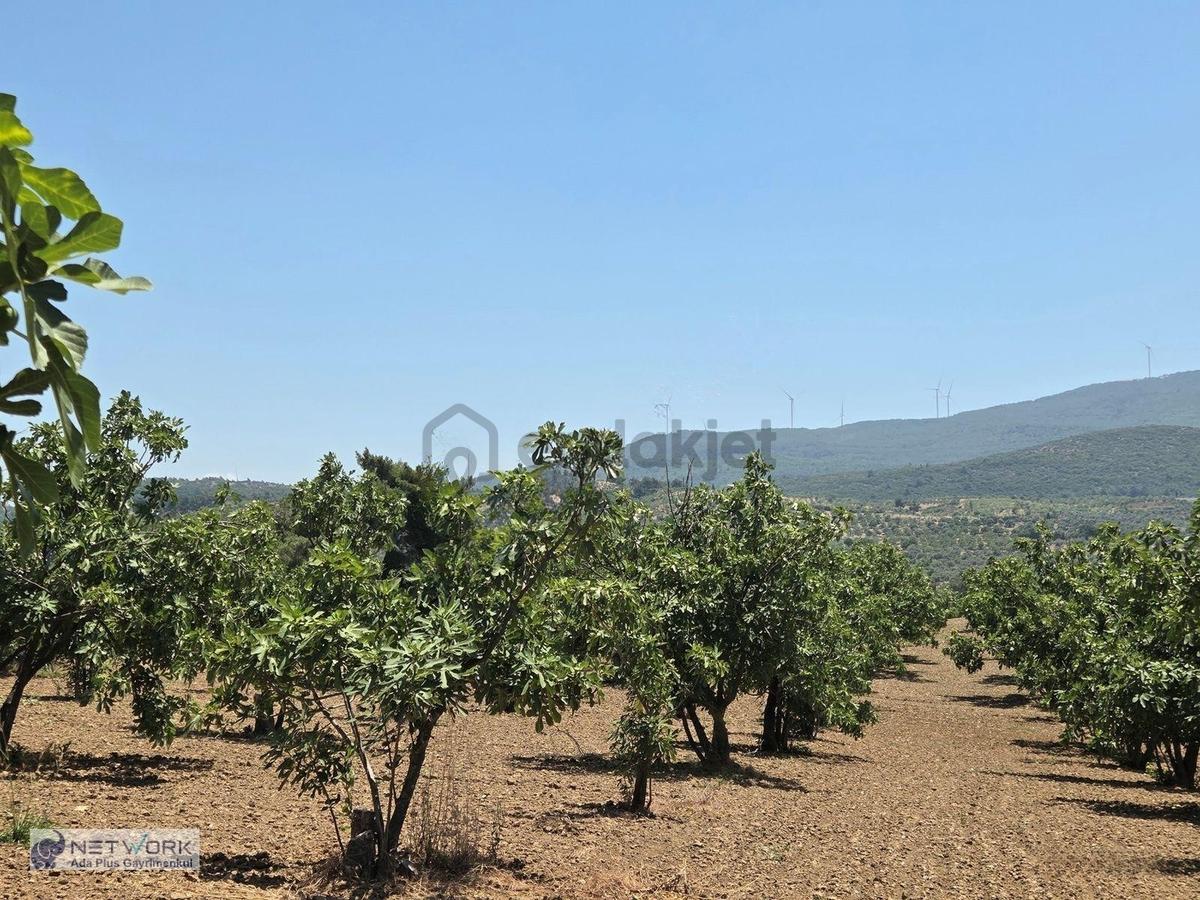 Selçuk Havutçulu Da Satılık İncir Bahçesi - 24