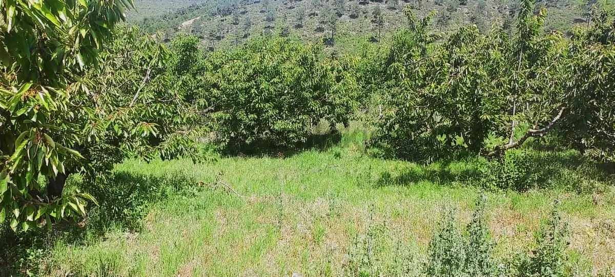 Bayındır Alankıyı Köyünde Satılık Bahçe - 17