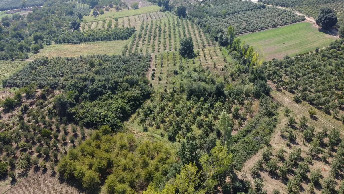 Ulucan'dan İnegöl Çeltikçide Satılık Mükemmel Tarla - 13