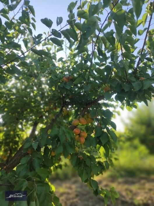 Manisa Merkeze 3 Km Mesafede Kayısılık - 6