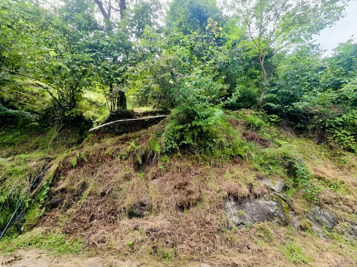 Trabzon Vakfıkebir De Satılık Fındıklık