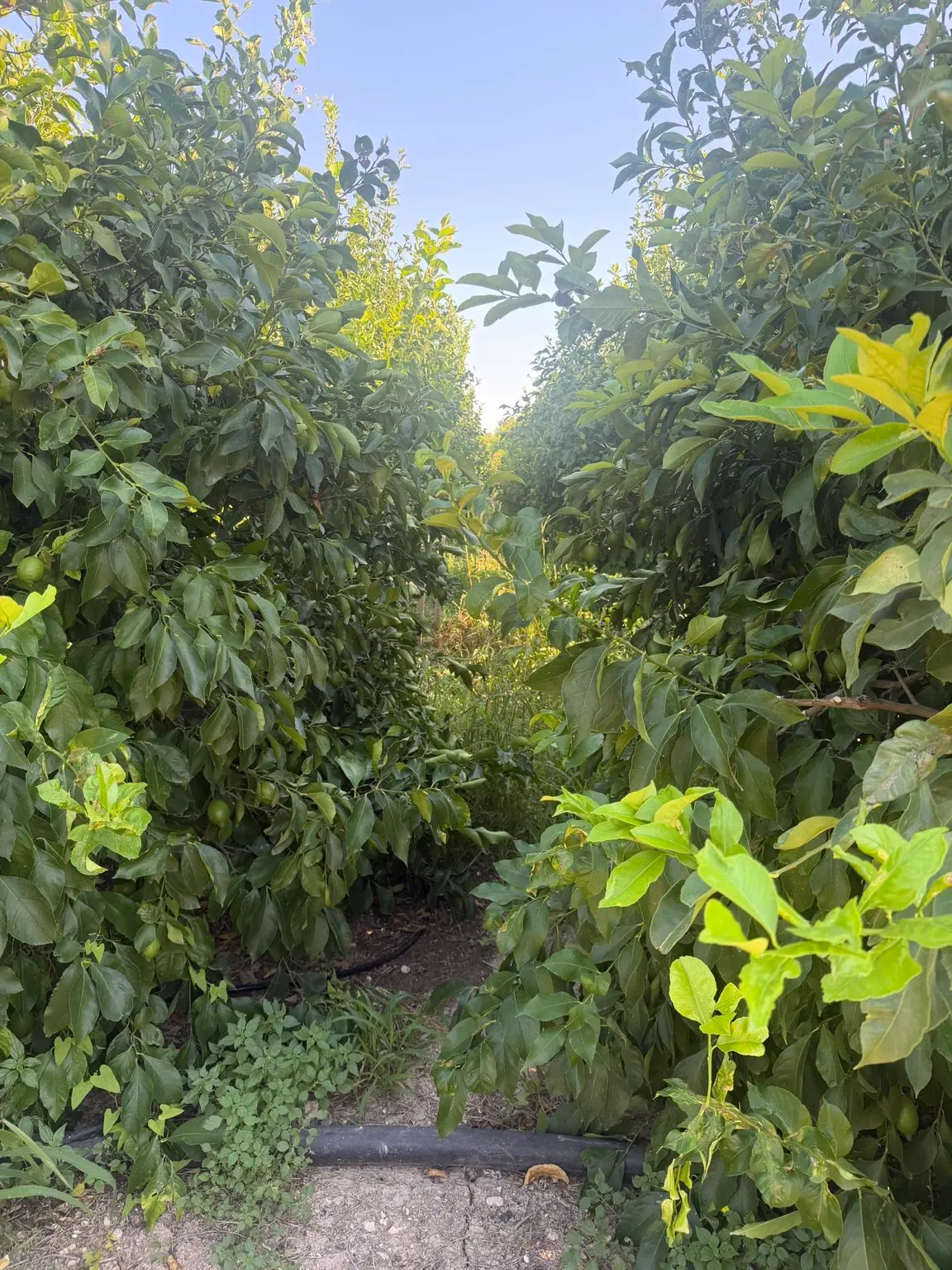 Silifke Bahçe Mahallesinde Satılık Limon Bahçesi - 35