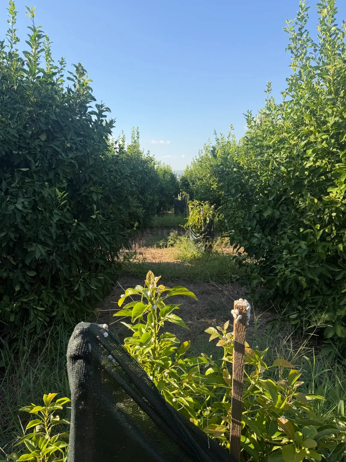 Silifke Bahçe Mahallesinde Satılık Limon Bahçesi - 12