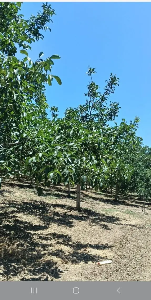 Konurlar Köyünde Satılık Yatırımlık Tarla - 4
