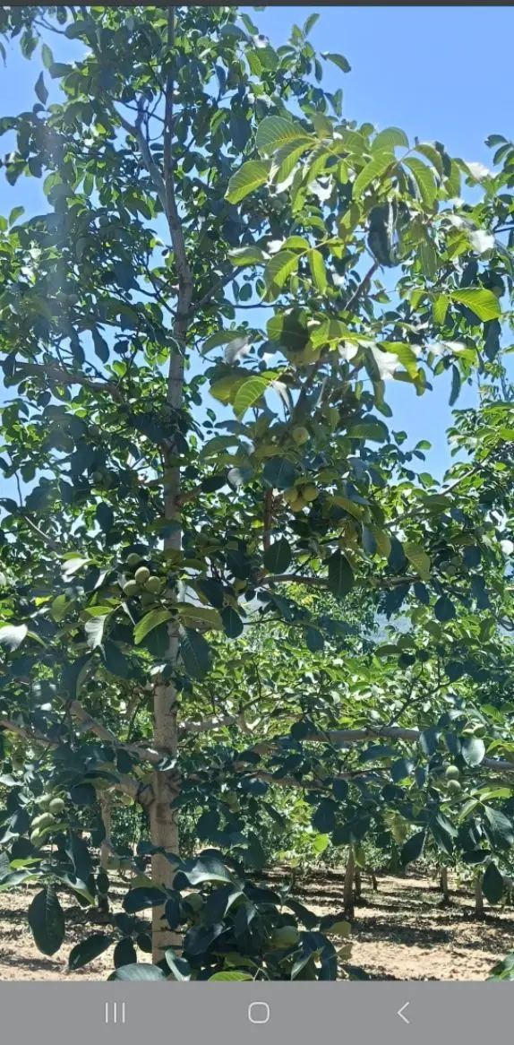 Konurlar Köyünde Satılık Yatırımlık Tarla - 12