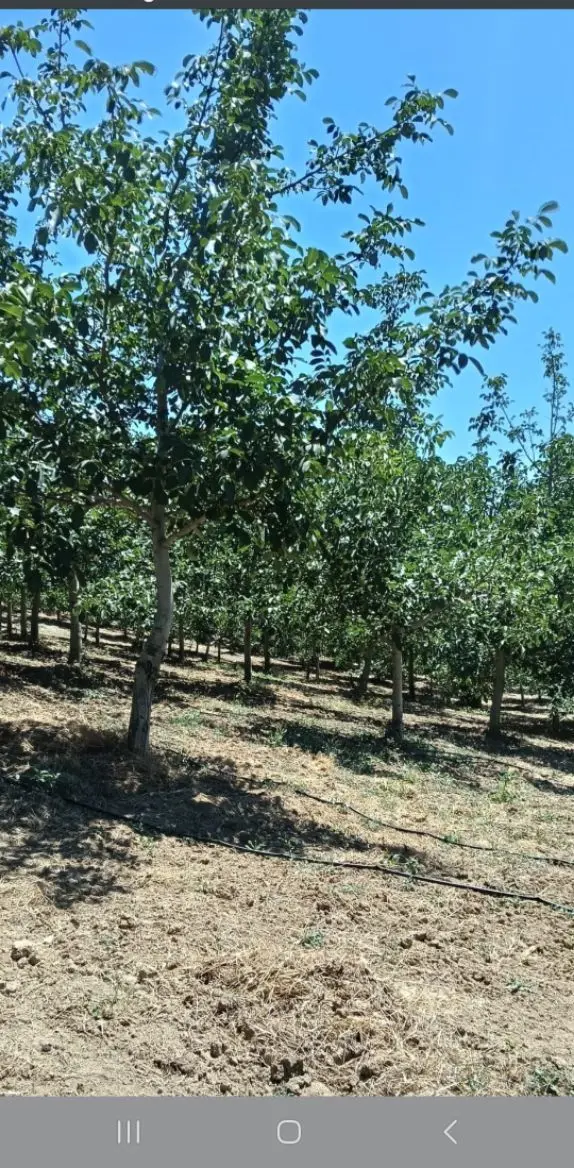Konurlar Köyünde Satılık Yatırımlık Tarla - 5