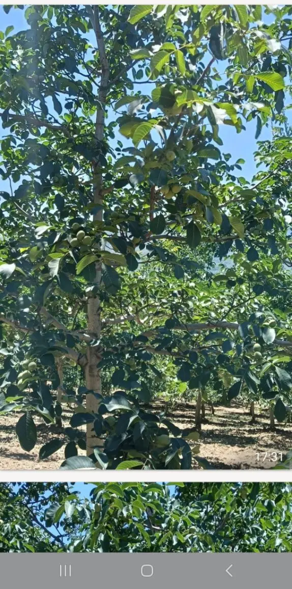 Konurlar Köyünde Satılık Yatırımlık Tarla - 2